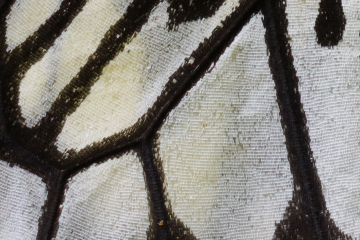 「EF100-400mm F4.5-5.6L IS II USM」で撮影。微妙にブレが出ている気がしますが、鱗粉まで写っちゃうんでした。