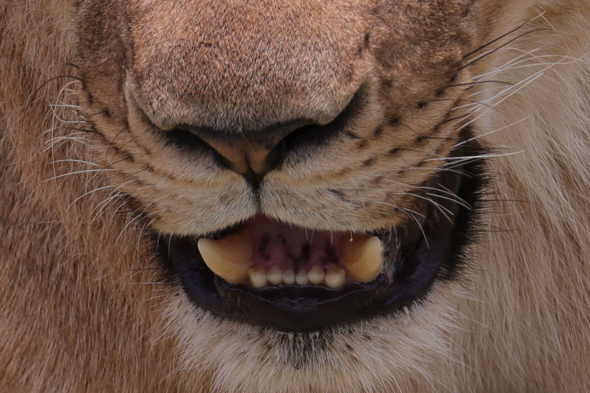 「EF100-400mm F4.5-5.6L IS II USM」で撮影。暑さにダレるネコ科女子。額あたりにピントを合わせていて、10m程度の距離ですが、それでもピント位置より少し外れた位置にピンボケが見えます。高解像度カメラではピントの甘さがごまかせません。