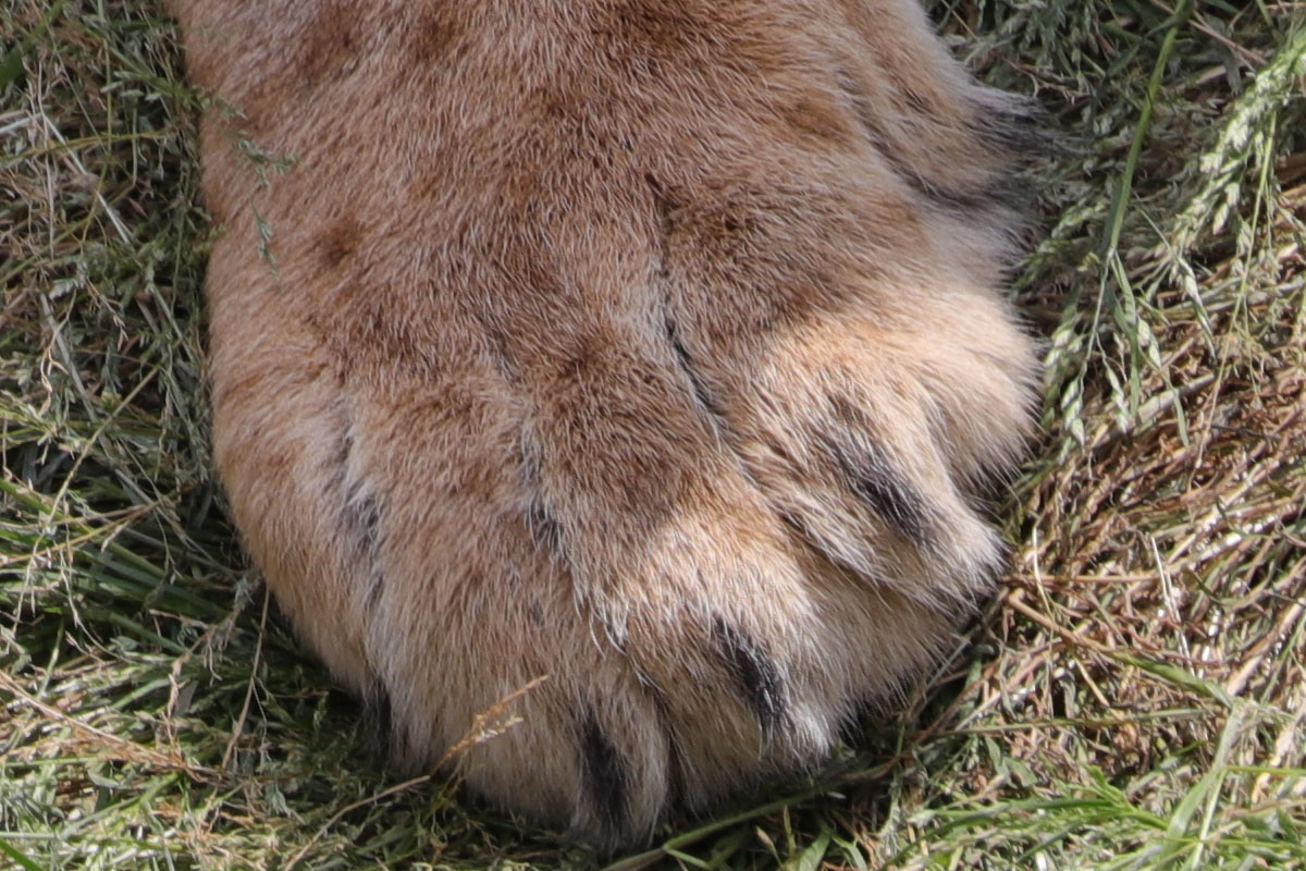 「EF100-400mm F4.5-5.6L IS II USM」で撮影。暑さにダレるネコ科女子。額あたりにピントを合わせていて、10m程度の距離ですが、それでもピント位置より少し外れた位置にピンボケが見えます。高解像度カメラではピントの甘さがごまかせません。