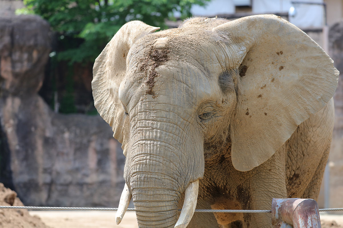 「EF100-400mm F4.5-5.6L IS II USM」で撮影。象の肌の細部まで見えてしまい、少しゾワゾワしますネ。