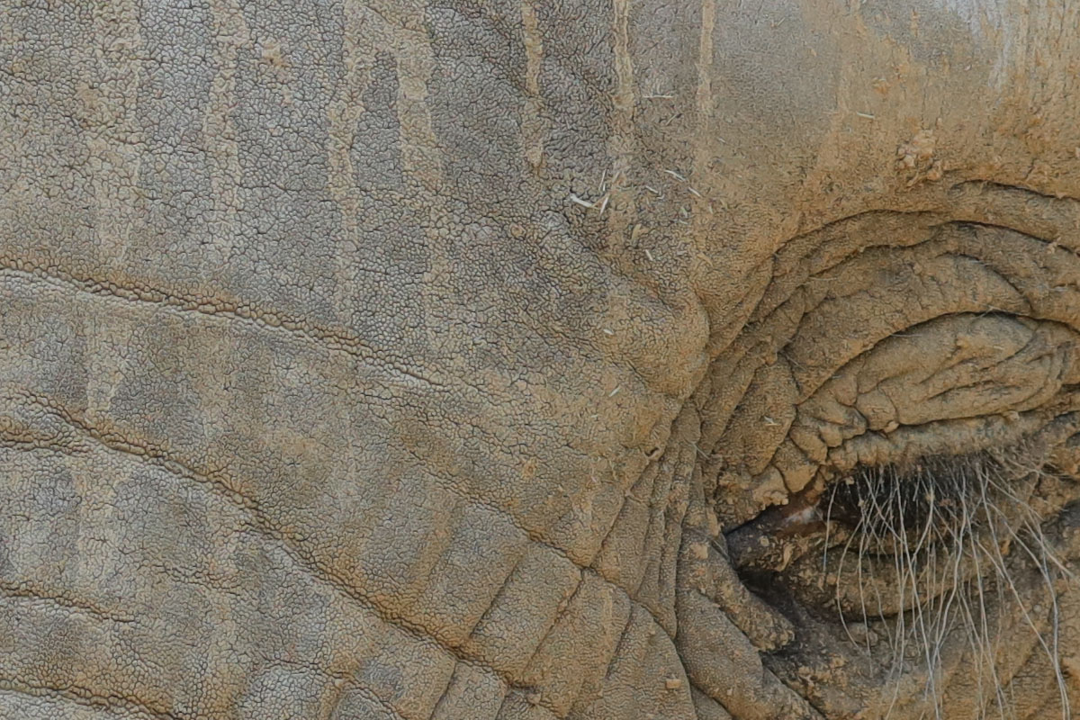 「EF100-400mm F4.5-5.6L IS II USM」で撮影。象の肌の細部まで見えてしまい、少しゾワゾワしますネ。