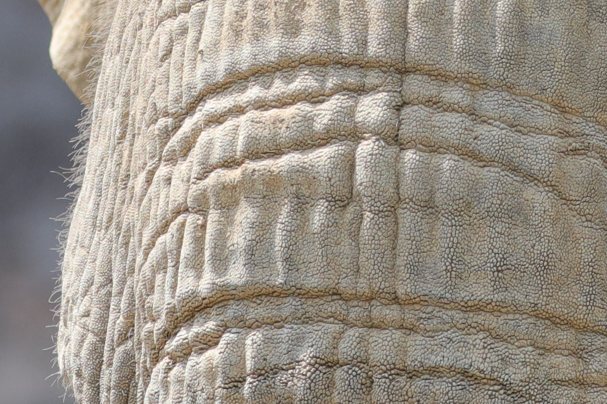 「EF100-400mm F4.5-5.6L IS II USM」で撮影。象の肌の細部まで見えてしまい、少しゾワゾワしますネ。