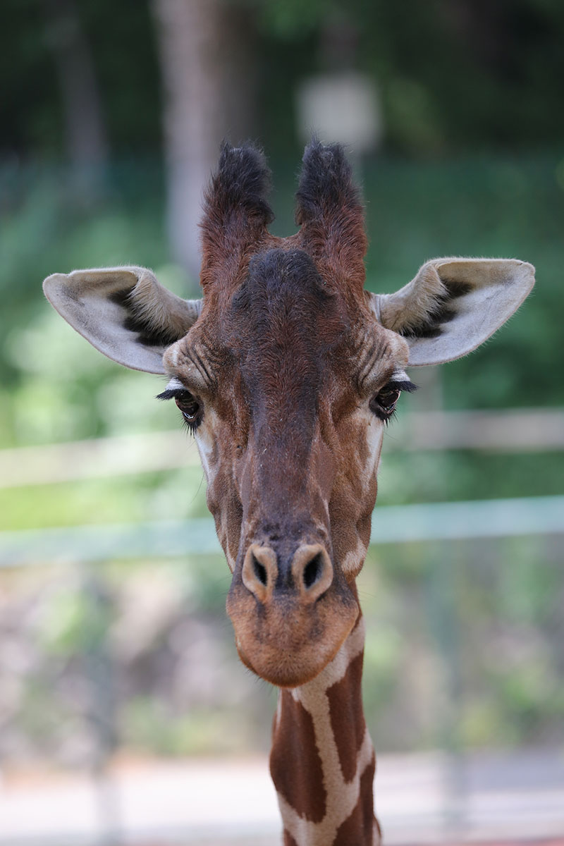 「EF100-400mm F4.5-5.6L IS II USM」で撮影。キリンの目に映り込む風景までもクリアに描写されてしまいます。