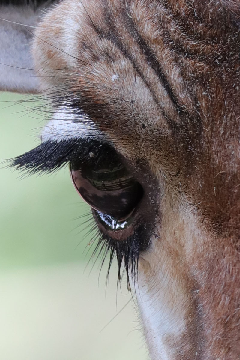 「EF100-400mm F4.5-5.6L IS II USM」で撮影。キリンの目に映り込む風景までもクリアに描写されてしまいます。