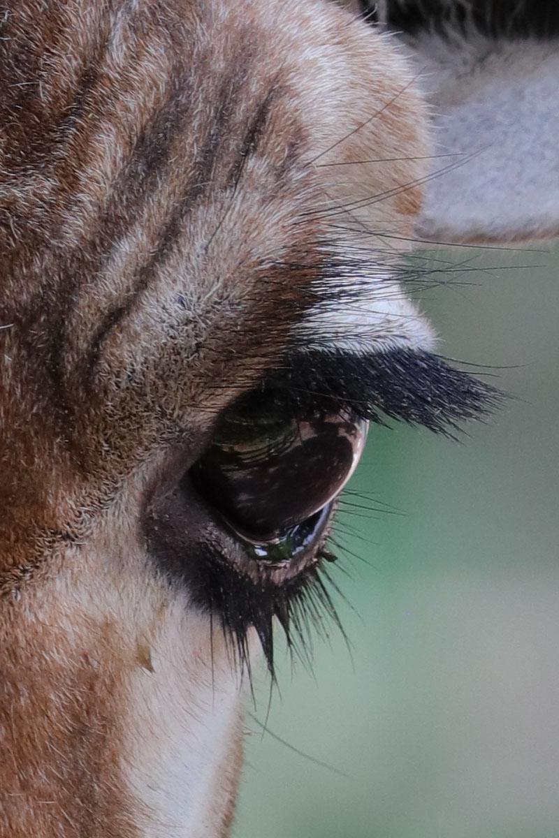 「EF100-400mm F4.5-5.6L IS II USM」で撮影。キリンの目に映り込む風景までもクリアに描写されてしまいます。