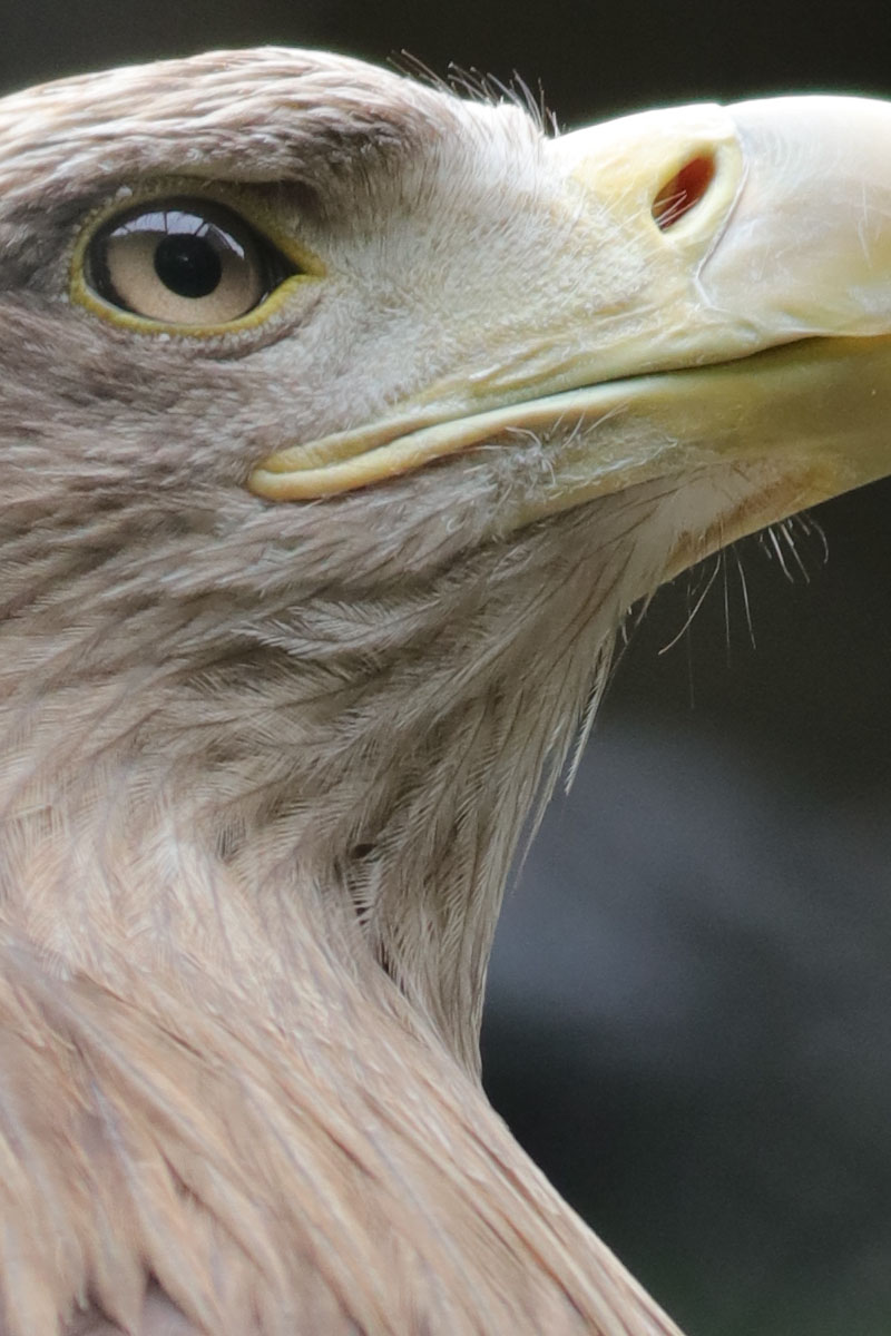 「EF100-400mm F4.5-5.6L IS II USM」で撮影。羽根の細部までよく解像されています。網越しでの撮影だからか、少し甘めの描写になっています。