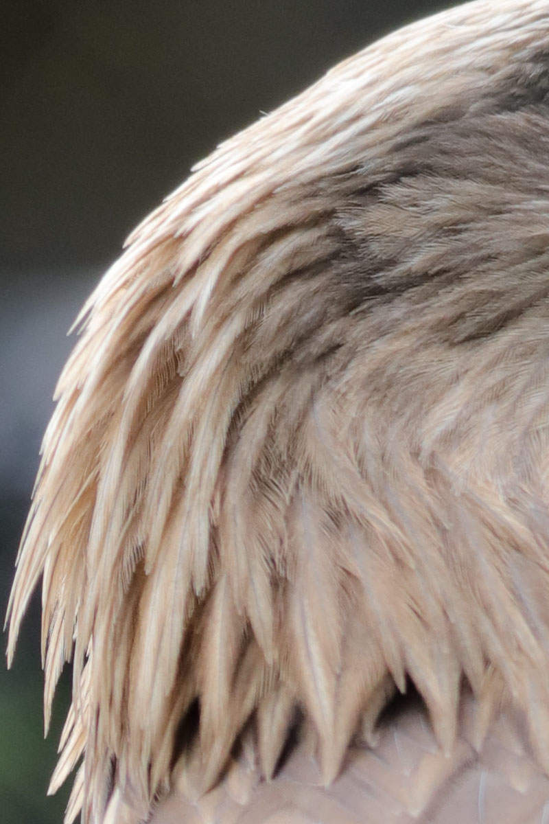 「EF100-400mm F4.5-5.6L IS II USM」で撮影。羽根の細部までよく解像されています。網越しでの撮影だからか、少し甘めの描写になっています。