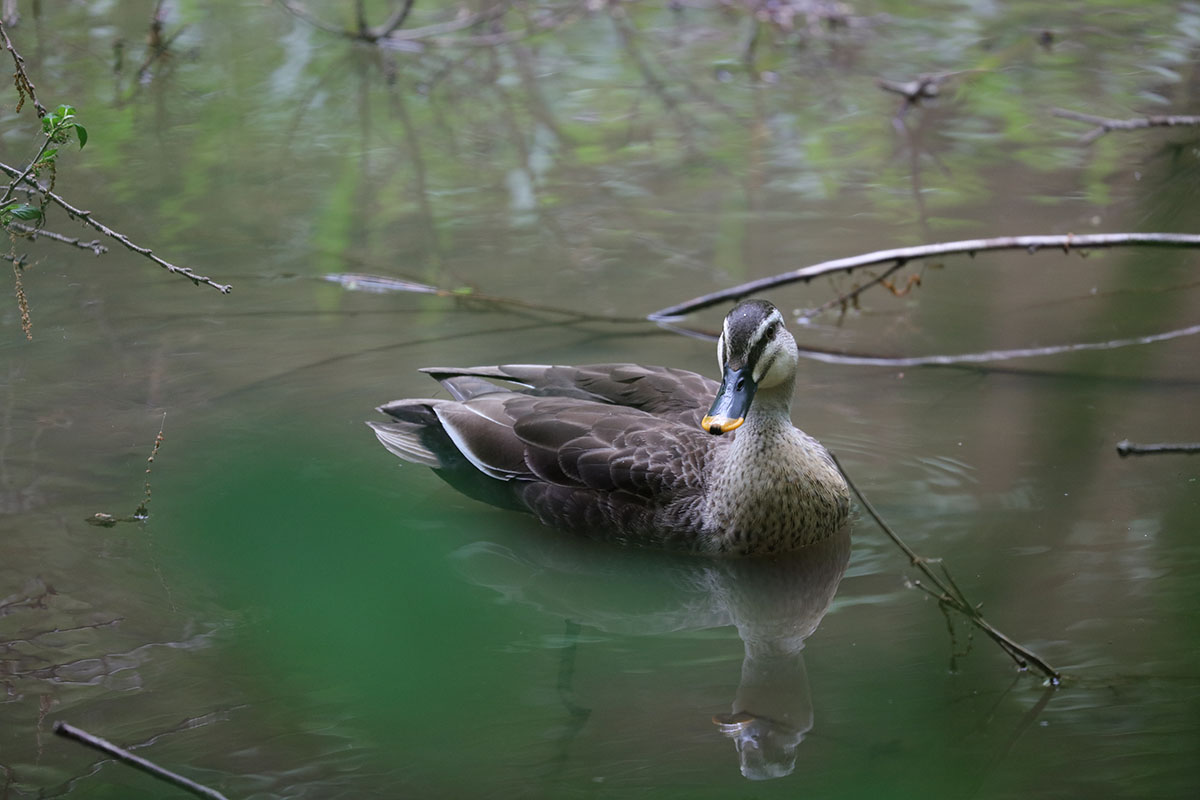 「EF100-400mm F4.5-5.6L IS II USM」で撮影。水たまり的な沼の鴨。ISO1600での撮影なので低コントラスト部にノイズ感がありますが、羽根などはしっかり解像されています。