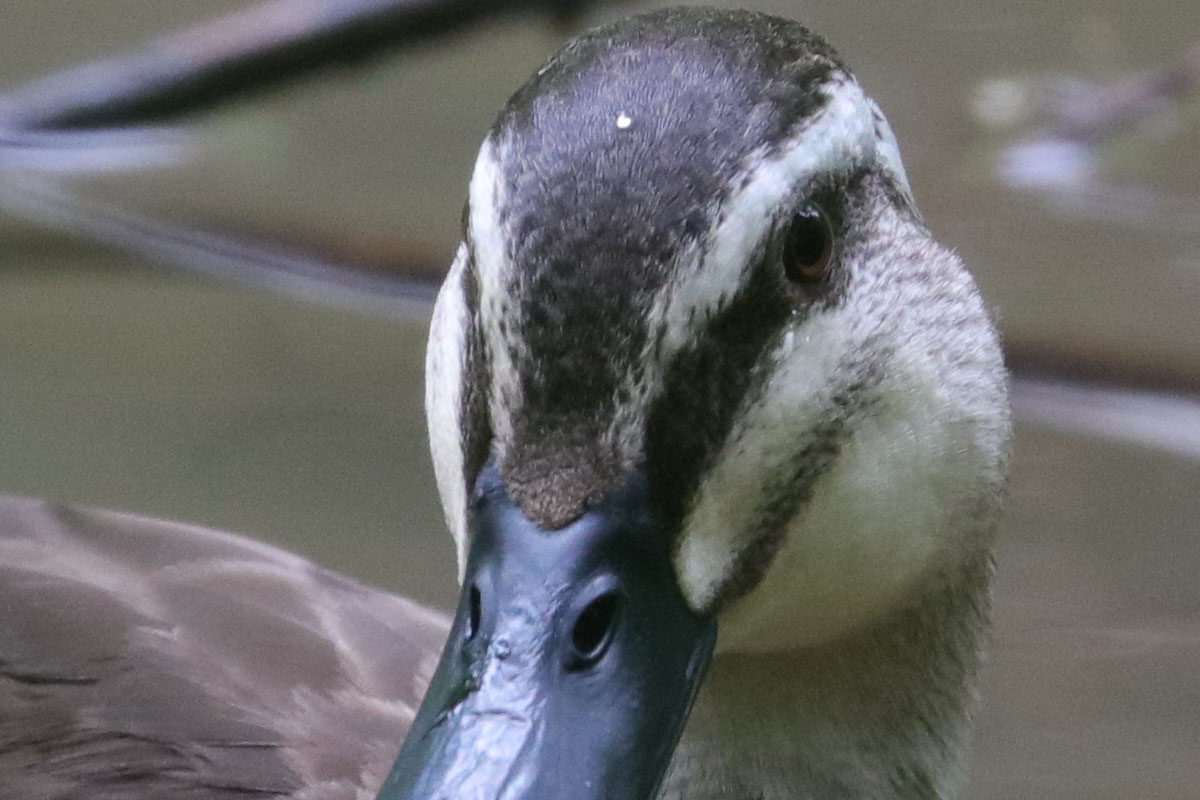 「EF100-400mm F4.5-5.6L IS II USM」で撮影。水たまり的な沼の鴨。ISO1600での撮影なので低コントラスト部にノイズ感がありますが、羽根などはしっかり解像されています。