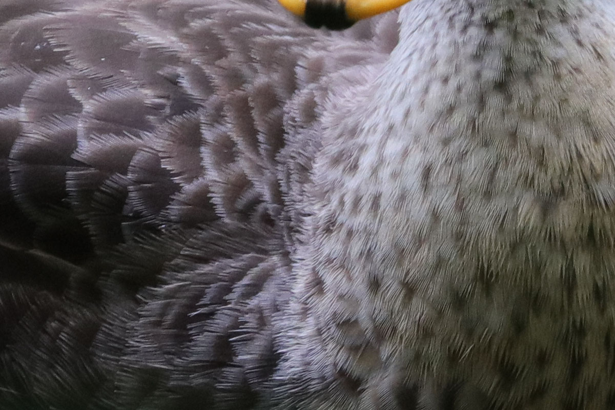 「EF100-400mm F4.5-5.6L IS II USM」で撮影。水たまり的な沼の鴨。ISO1600での撮影なので低コントラスト部にノイズ感がありますが、羽根などはしっかり解像されています。