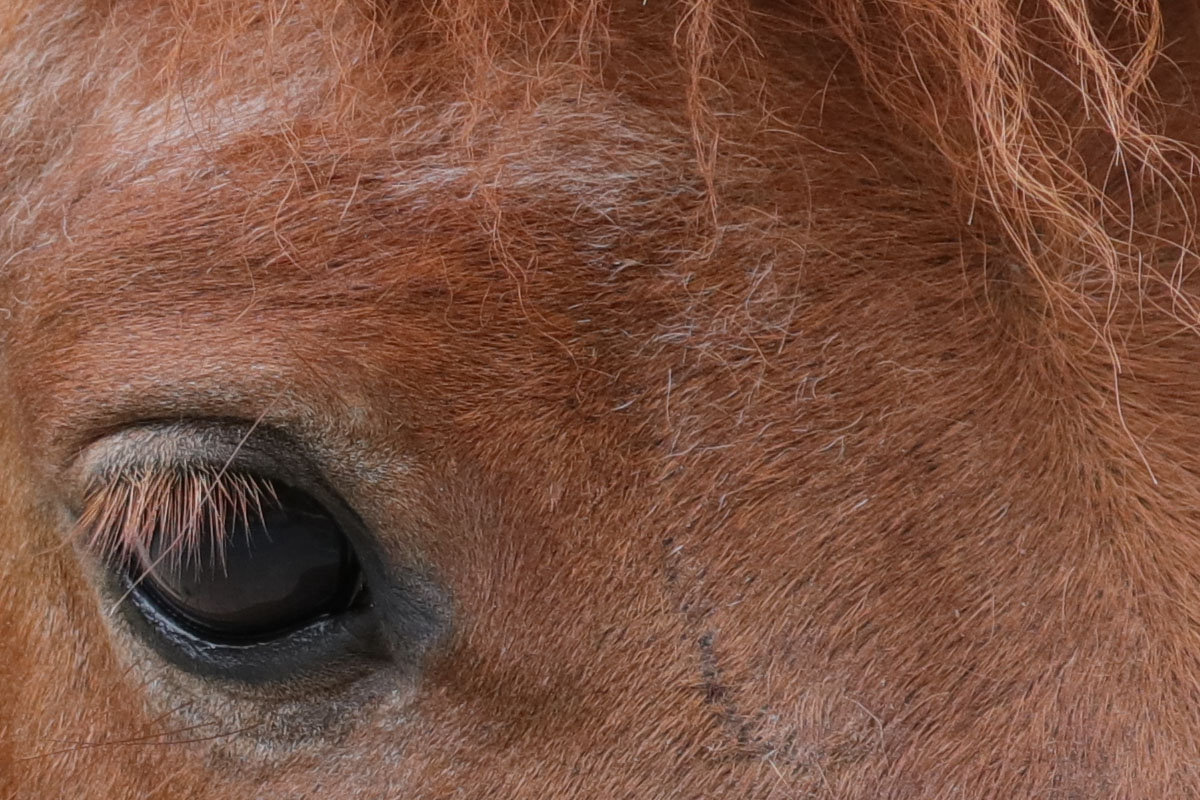 「EF100-400mm F4.5-5.6L IS II USM」で撮影。毛も一本一本解像されています。