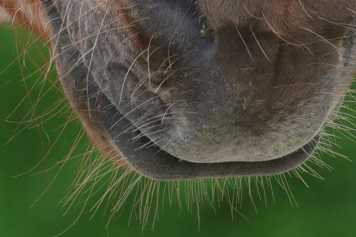 「EF100-400mm F4.5-5.6L IS II USM」で撮影。毛も一本一本解像されています。