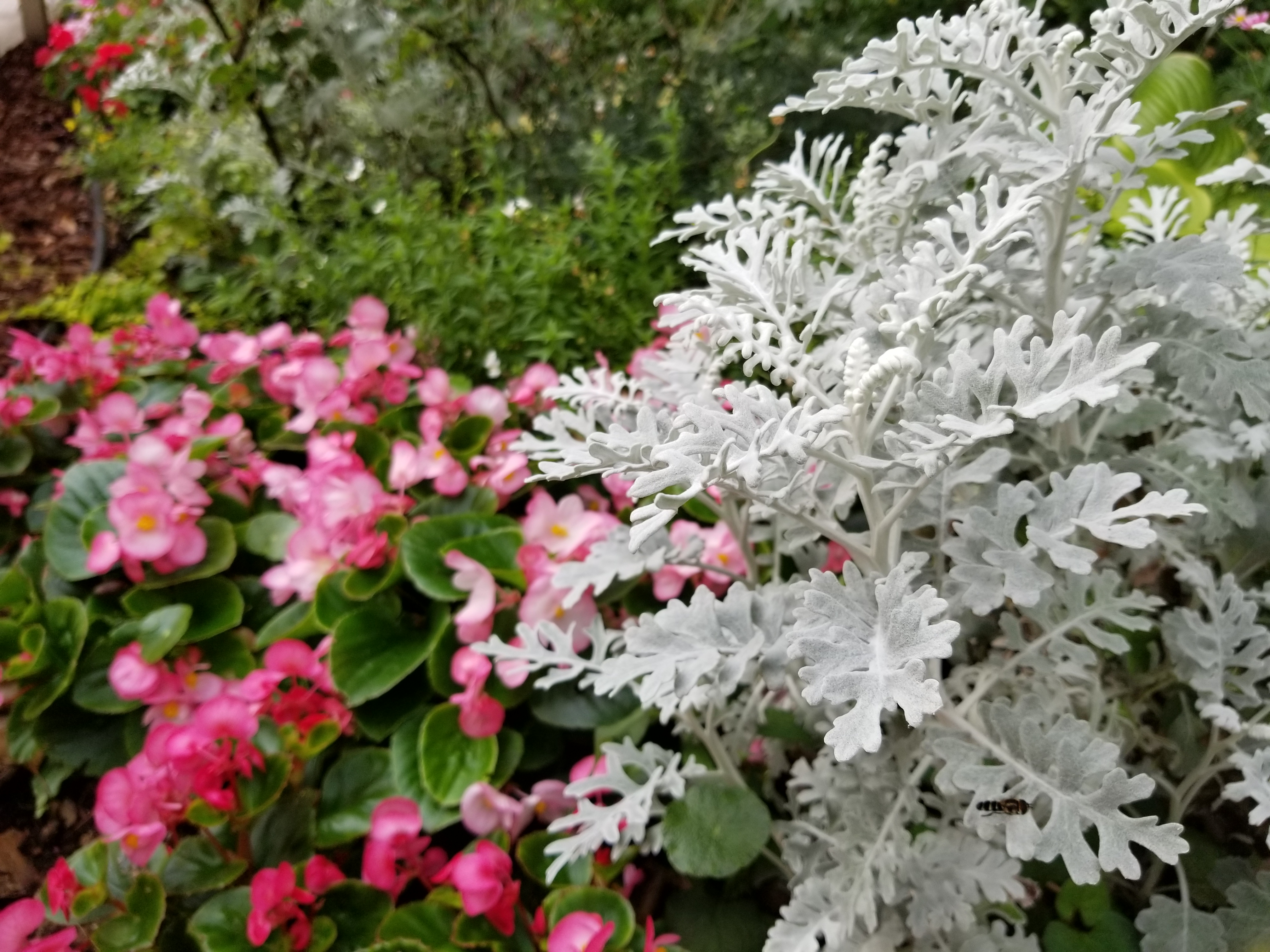 Galaxy S8+の撮影サンプル（4032×3024ドット）