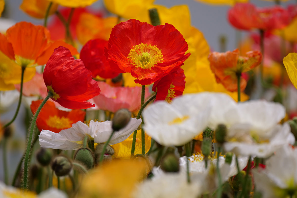 GH5購入後に発色などに関わる設定はいじらず初期値のまま撮影（以下同様）。色作りはパナソニック独特という印象があり、鮮やかで濁りが感じられません。細部の描写も精細。このレンズはボケ味も滑らかでキレイですね～。