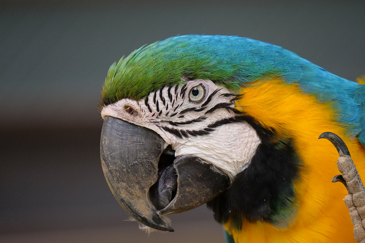 日陰で撮影したのでISO感度は1600と高め。ですが、ディテイルの描写が非常に精細です。この写真を見て「コレってホントにマイクロフォーサーズ？」と思ったワタクシでした。