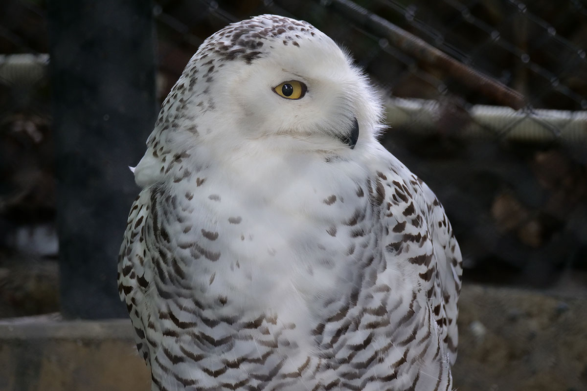 微妙にISO感度高め（800）でシャッター速度遅め（1/15秒）なので「イマイチかな？」と思いましたが、けっこー精細に撮れていました。1～2世代前のマイクロフォーサーズ機だと、条件が悪いと画質低下に直結していた気がしますが、今時の機種はかなりネバって頑張るな～という気がします。