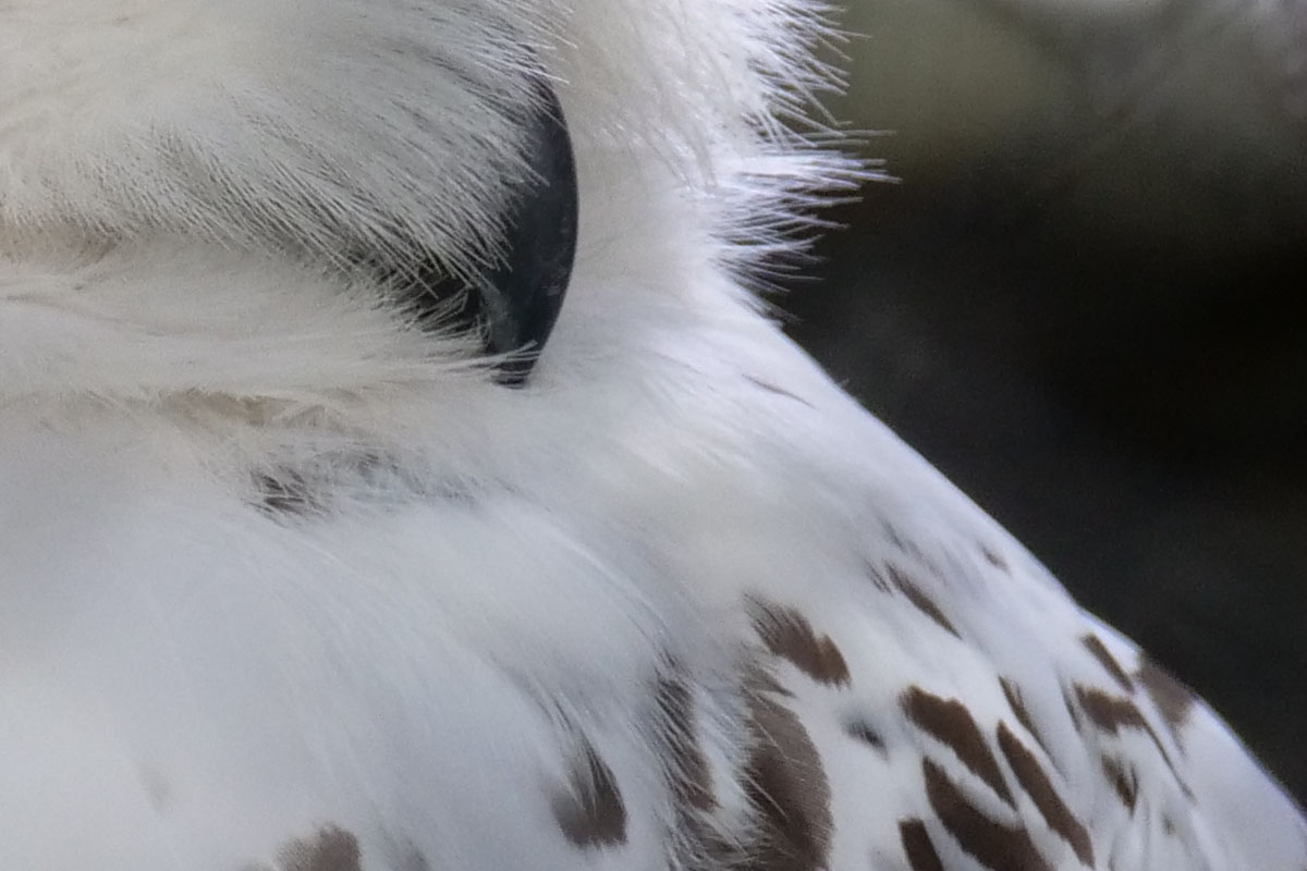 微妙にISO感度高め（800）でシャッター速度遅め（1/15秒）なので「イマイチかな？」と思いましたが、けっこー精細に撮れていました。1～2世代前のマイクロフォーサーズ機だと、条件が悪いと画質低下に直結していた気がしますが、今時の機種はかなりネバって頑張るな～という気がします。