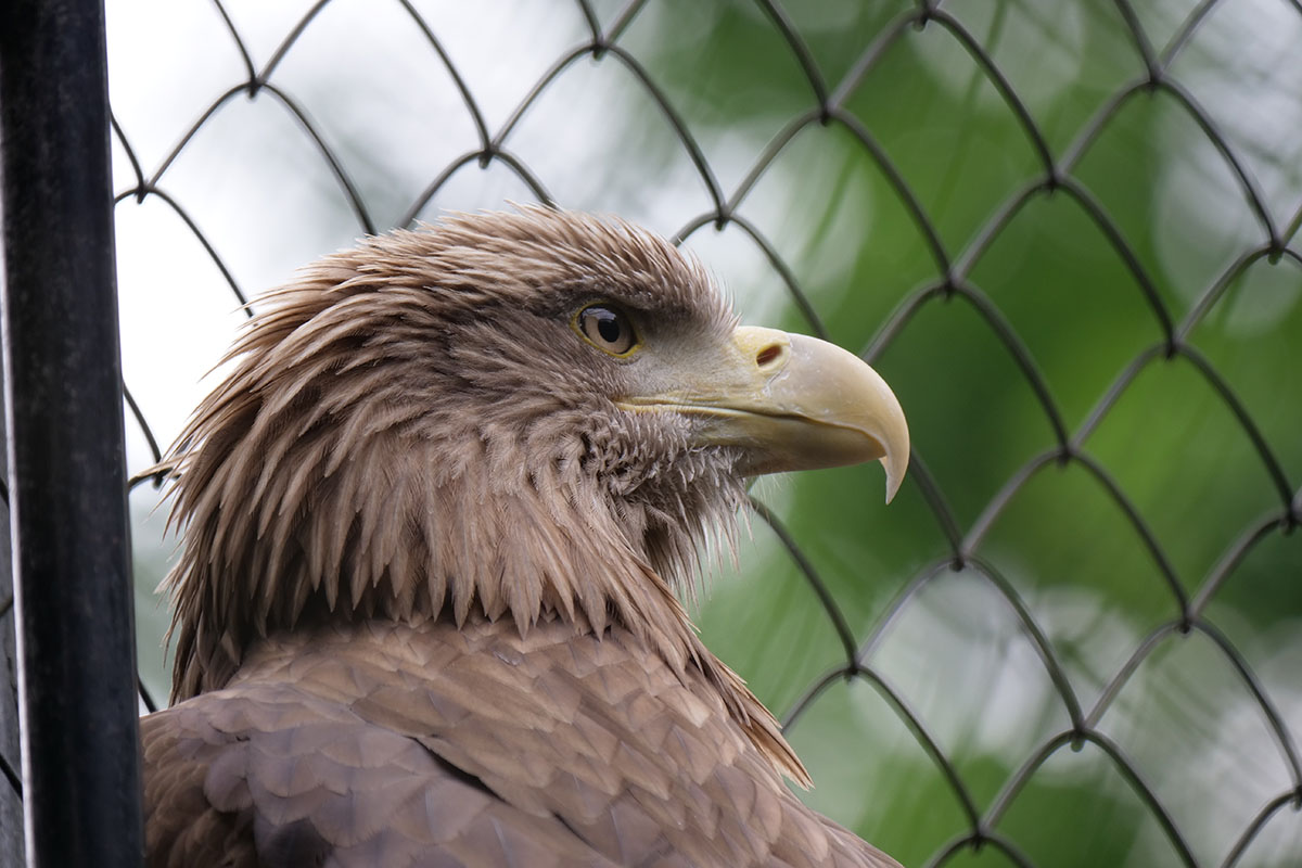 上のシロフクロウの写真やこのイヌワシの写真は、被写体が網の中なので、その分ちょっと描写が甘いというかネムい感じです。でも、ディテイルが克明に描写されました。