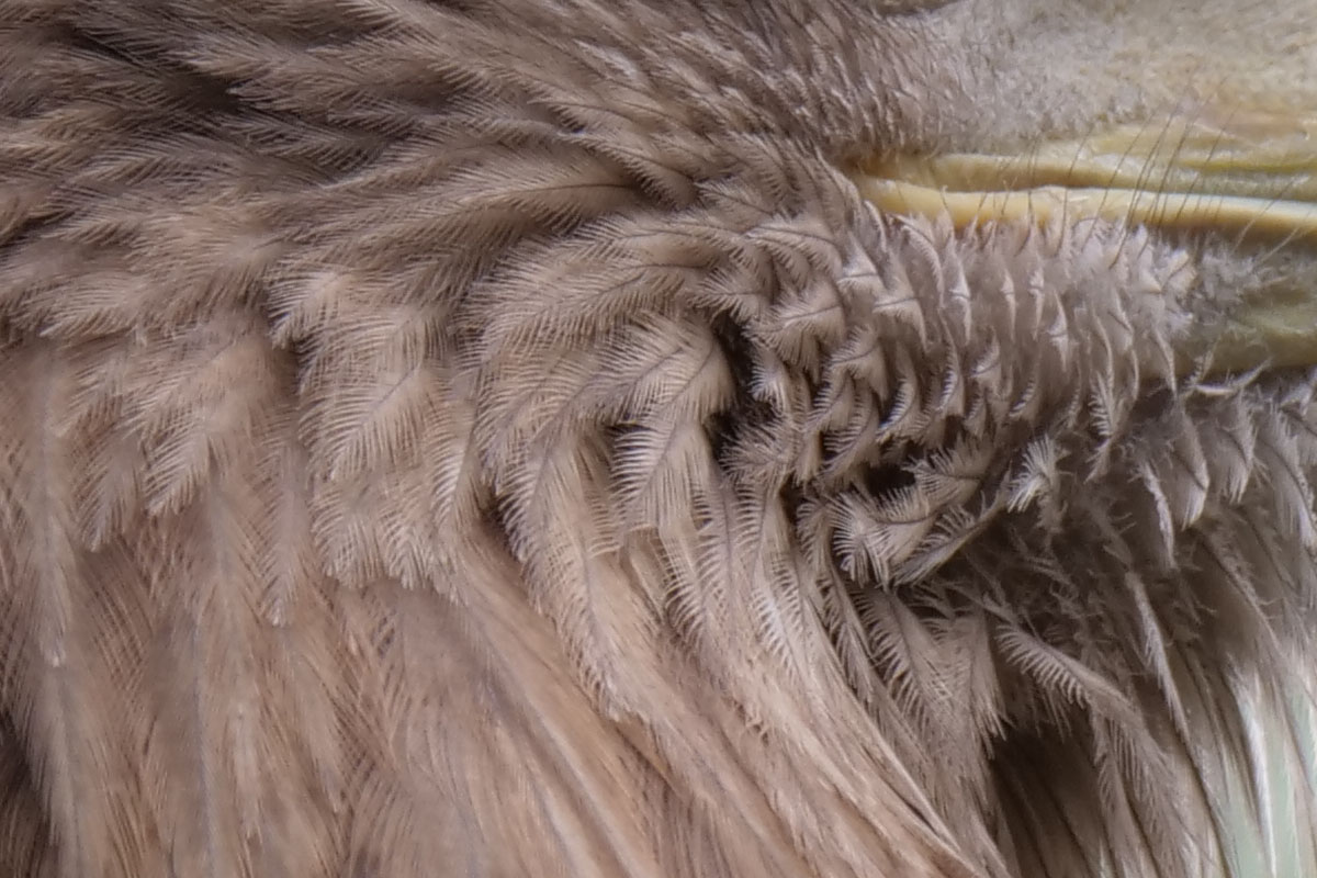 上のシロフクロウの写真やこのイヌワシの写真は、被写体が網の中なので、その分ちょっと描写が甘いというかネムい感じです。でも、ディテイルが克明に描写されました。