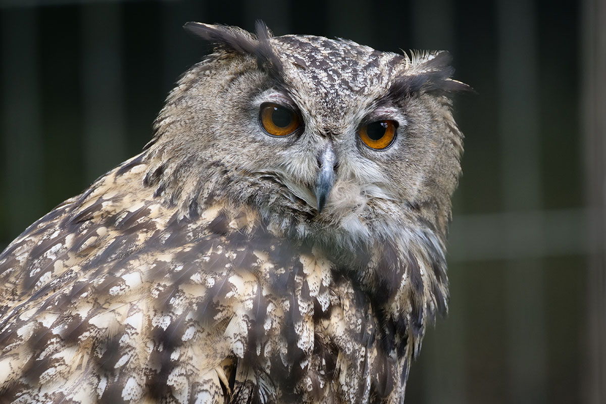 このミミズクの写真も網越し。撮影条件もあまり良くないんですが、期待以上の描写となりました。