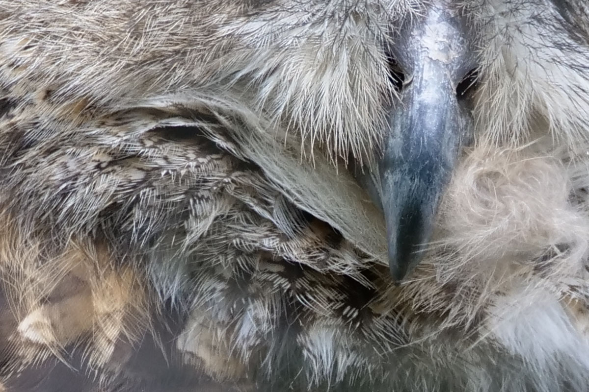 このミミズクの写真も網越し。撮影条件もあまり良くないんですが、期待以上の描写となりました。