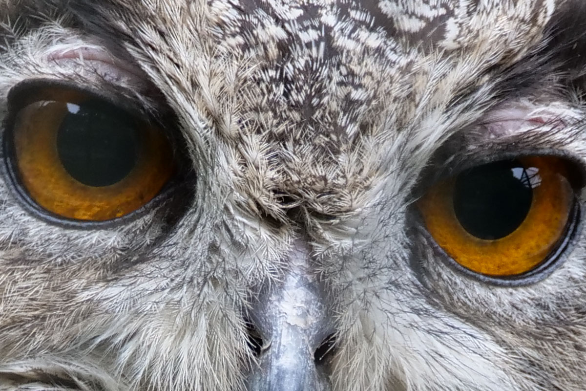 このミミズクの写真も網越し。撮影条件もあまり良くないんですが、期待以上の描写となりました。