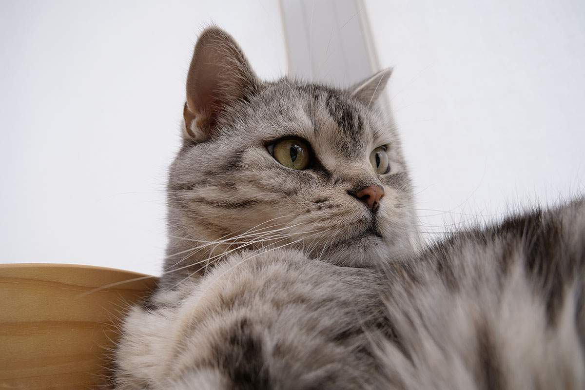 何となく猫スナップ。ドットバイドットにすると瞳孔も鼻の肌質感も毛も、ぜ～んぶクリア！