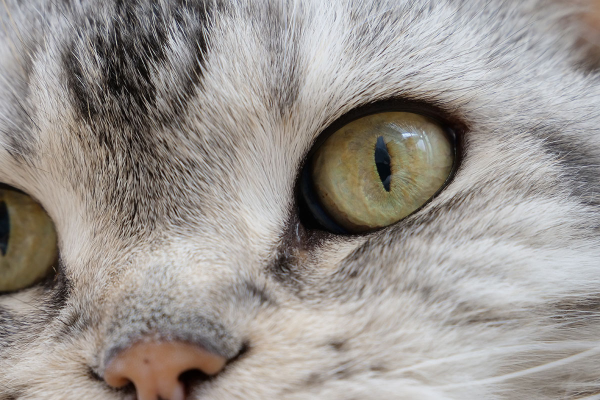 目にピントを合わせましたが……眼球の表面にピントが合ったようです。虹彩が締まって瞳孔が縦になるシクミが何となくわかります♪