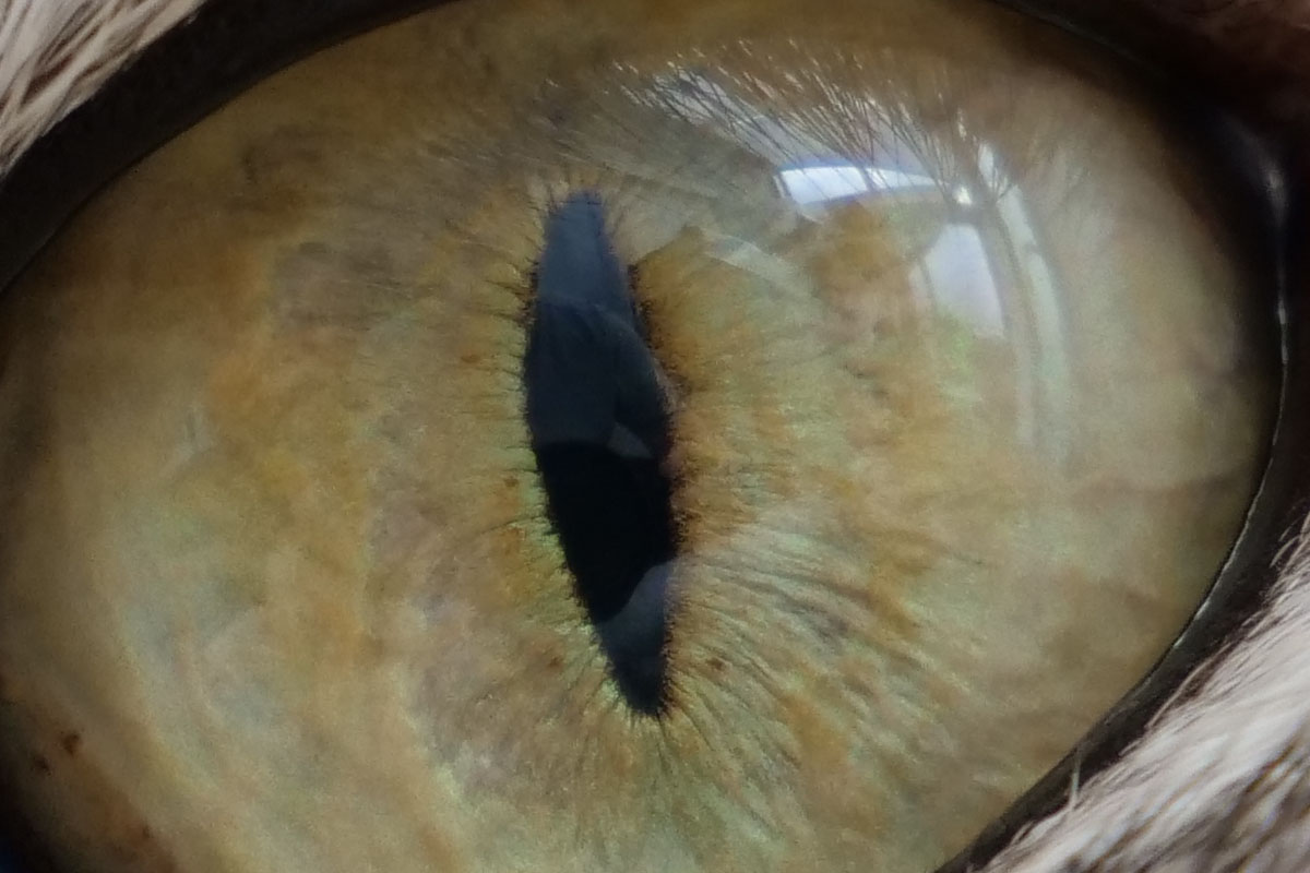 目にピントを合わせましたが……眼球の表面にピントが合ったようです。虹彩が締まって瞳孔が縦になるシクミが何となくわかります♪