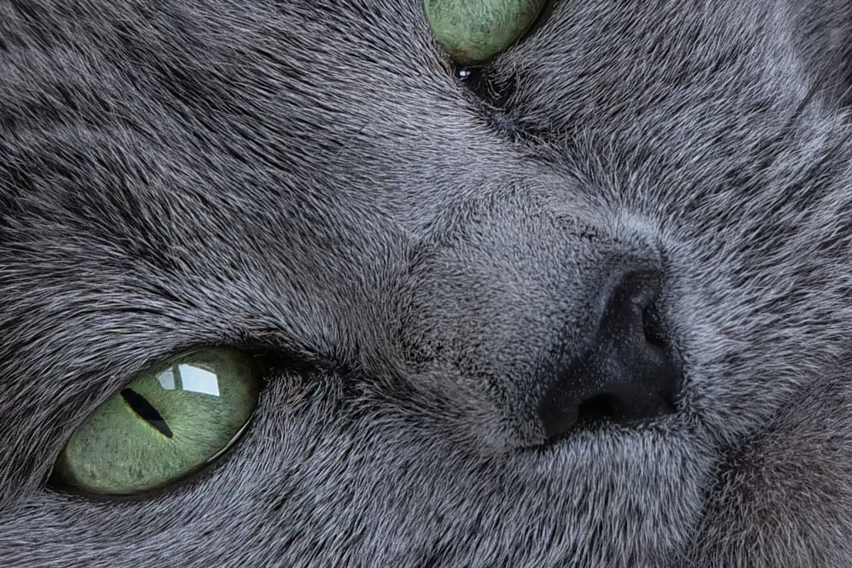 これもまた、細部まで精細に描写されました。