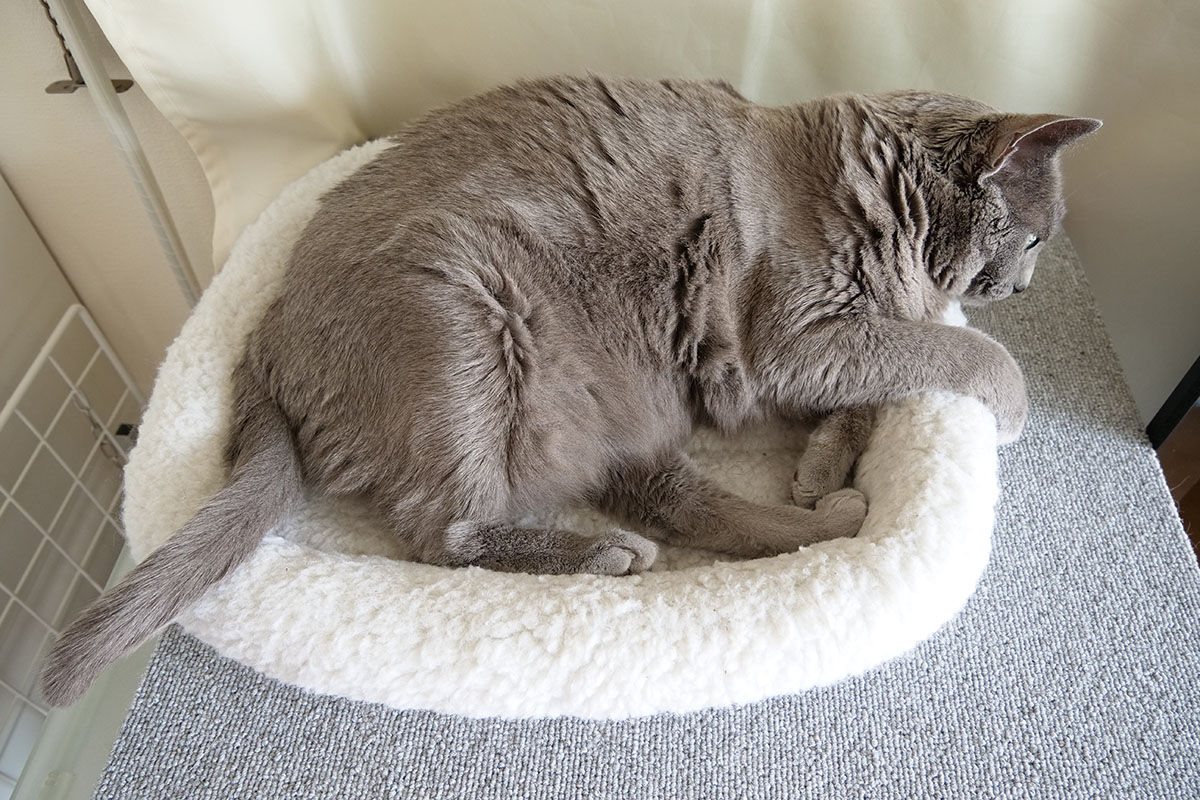 右は猫の肘（？）あたりのドットバイドット画像ですが、毛の質感までバッチリです。