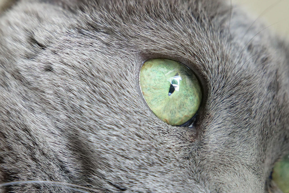 ドットバイドット画像では眼球表面に外光の映り込みが見えます。緑色の映り込みは木で、この場所を知っていると「あぁあの木が写ってるんだね」と判別できたりするほど、細部までよく写っています。