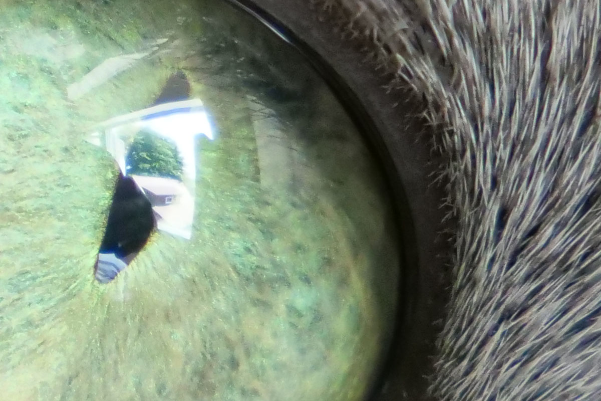 ドットバイドット画像では眼球表面に外光の映り込みが見えます。緑色の映り込みは木で、この場所を知っていると「あぁあの木が写ってるんだね」と判別できたりするほど、細部までよく写っています。