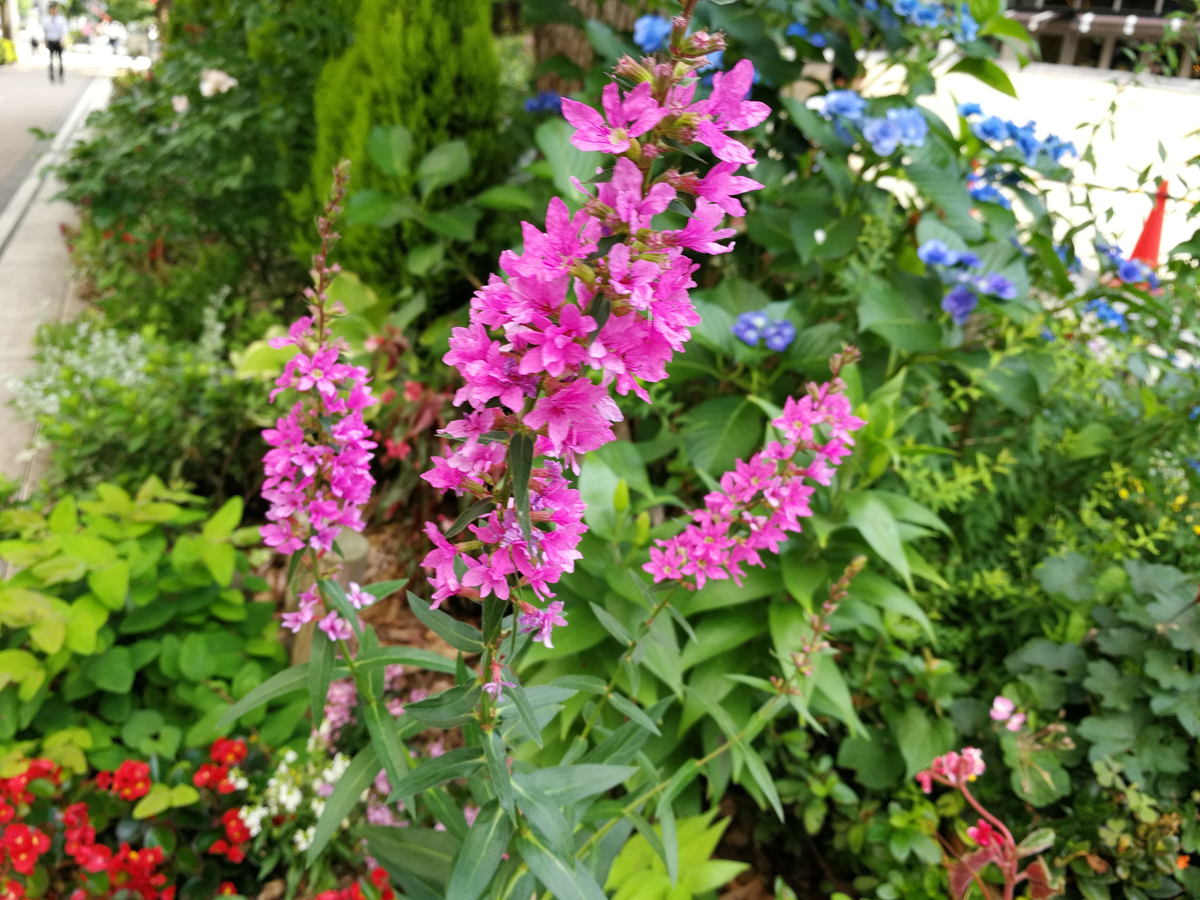 モノクロモードの撮影サンプル。5120×3840ドット