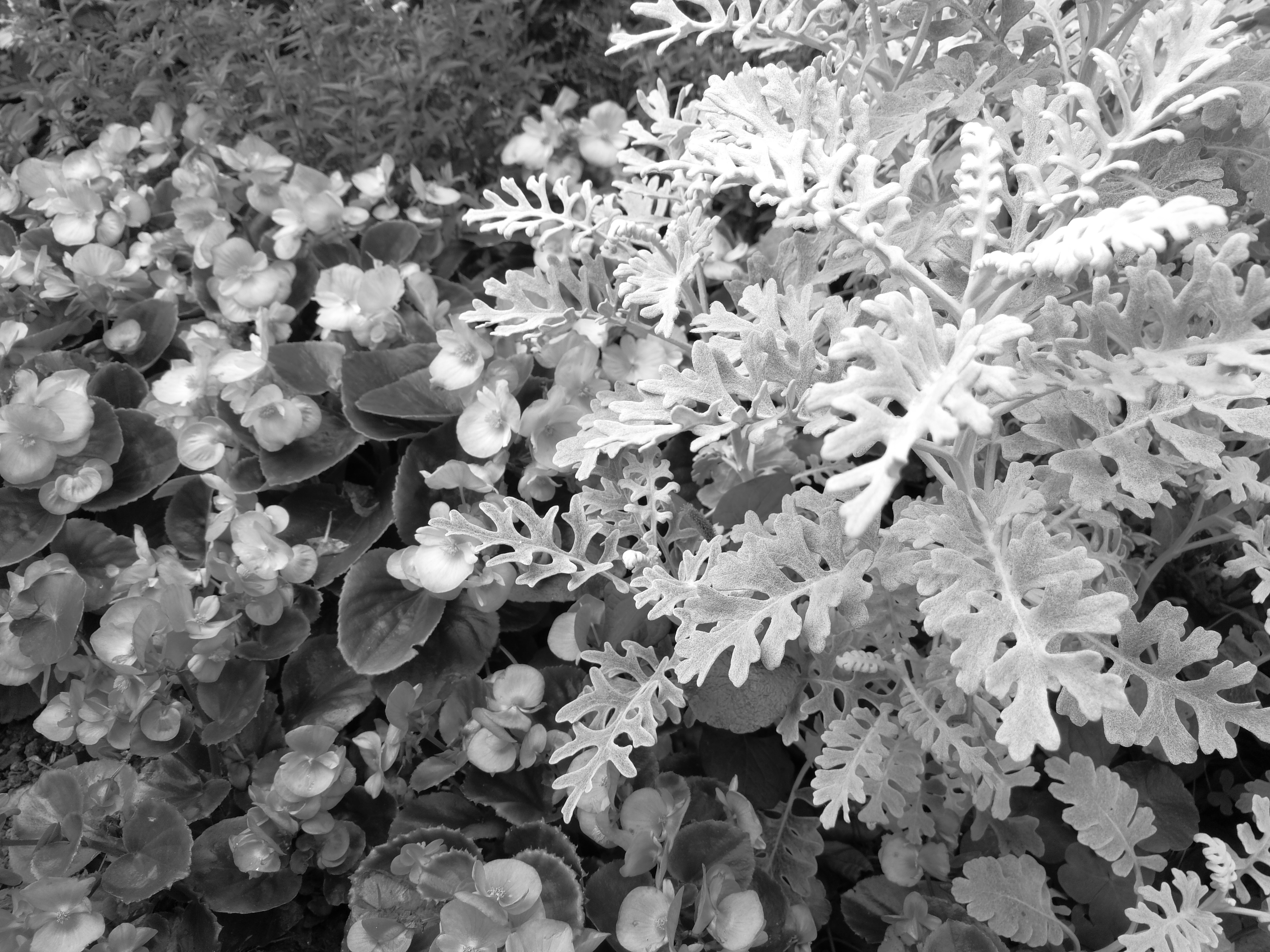 モノクロモードの撮影サンプル。5120×3840ドット