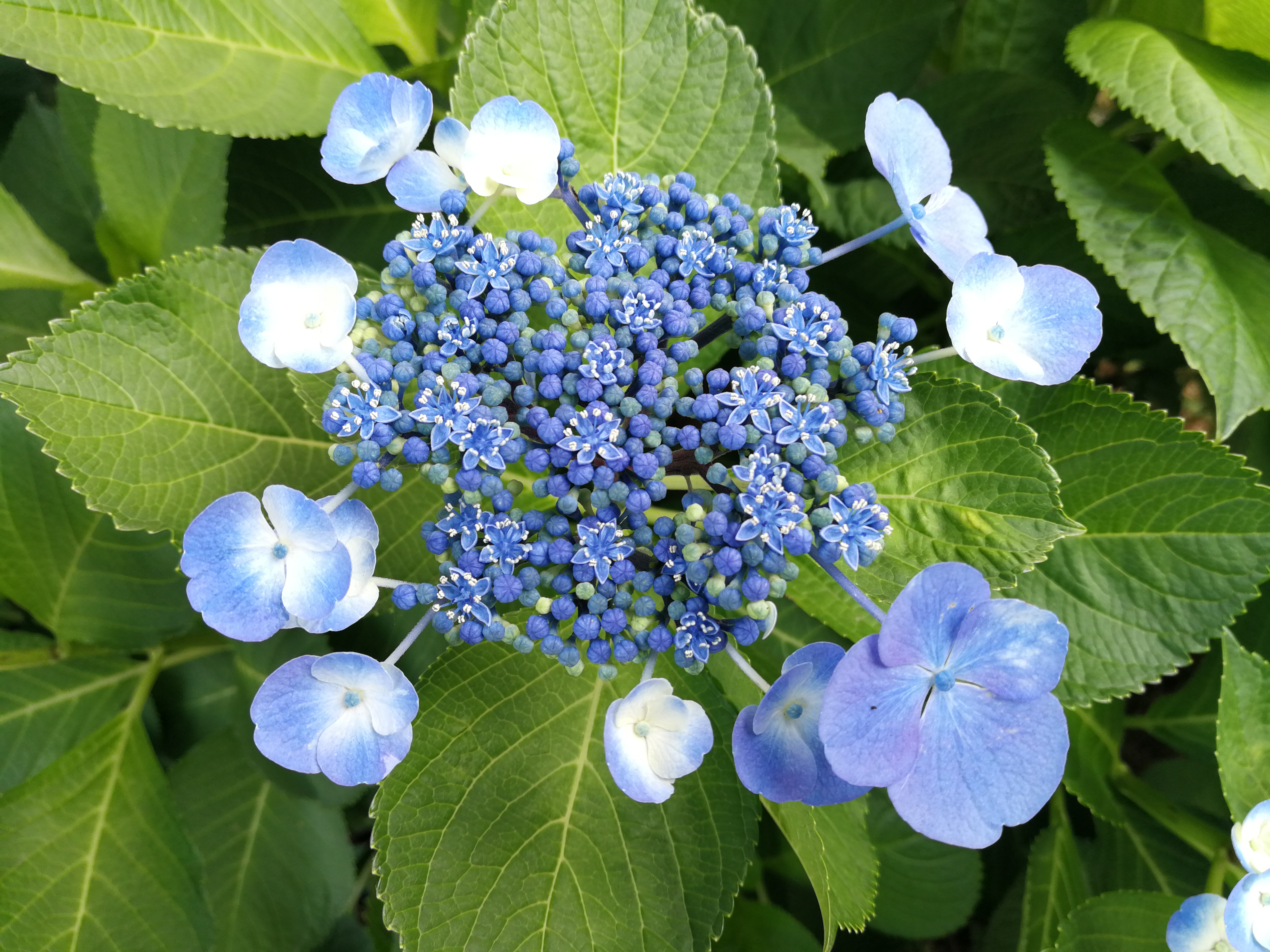 モノクロモードの撮影サンプル。5120×3840ドット