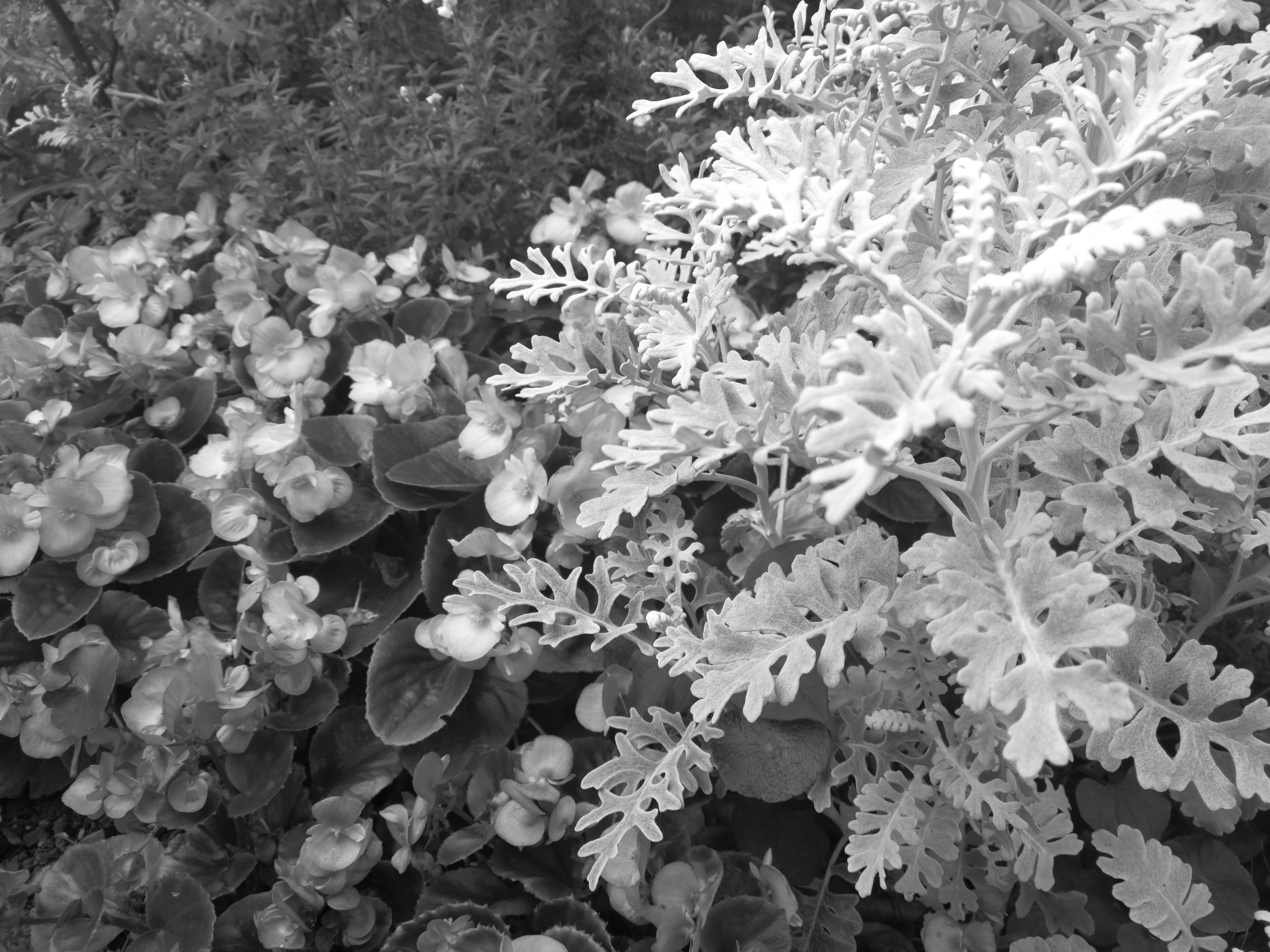 モノクロモードの撮影サンプル。5120×3840ドット