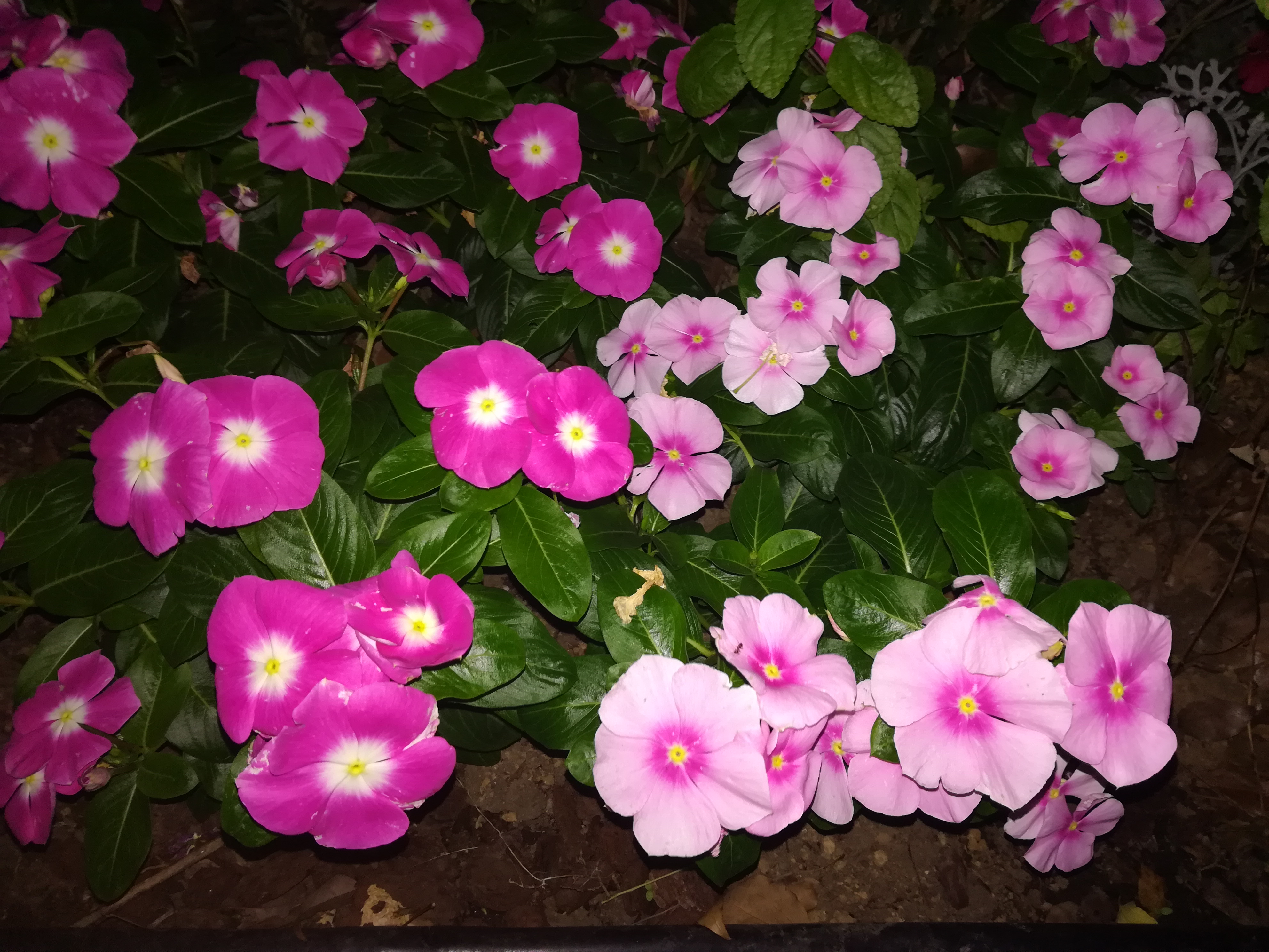 夜間の撮影サンプル