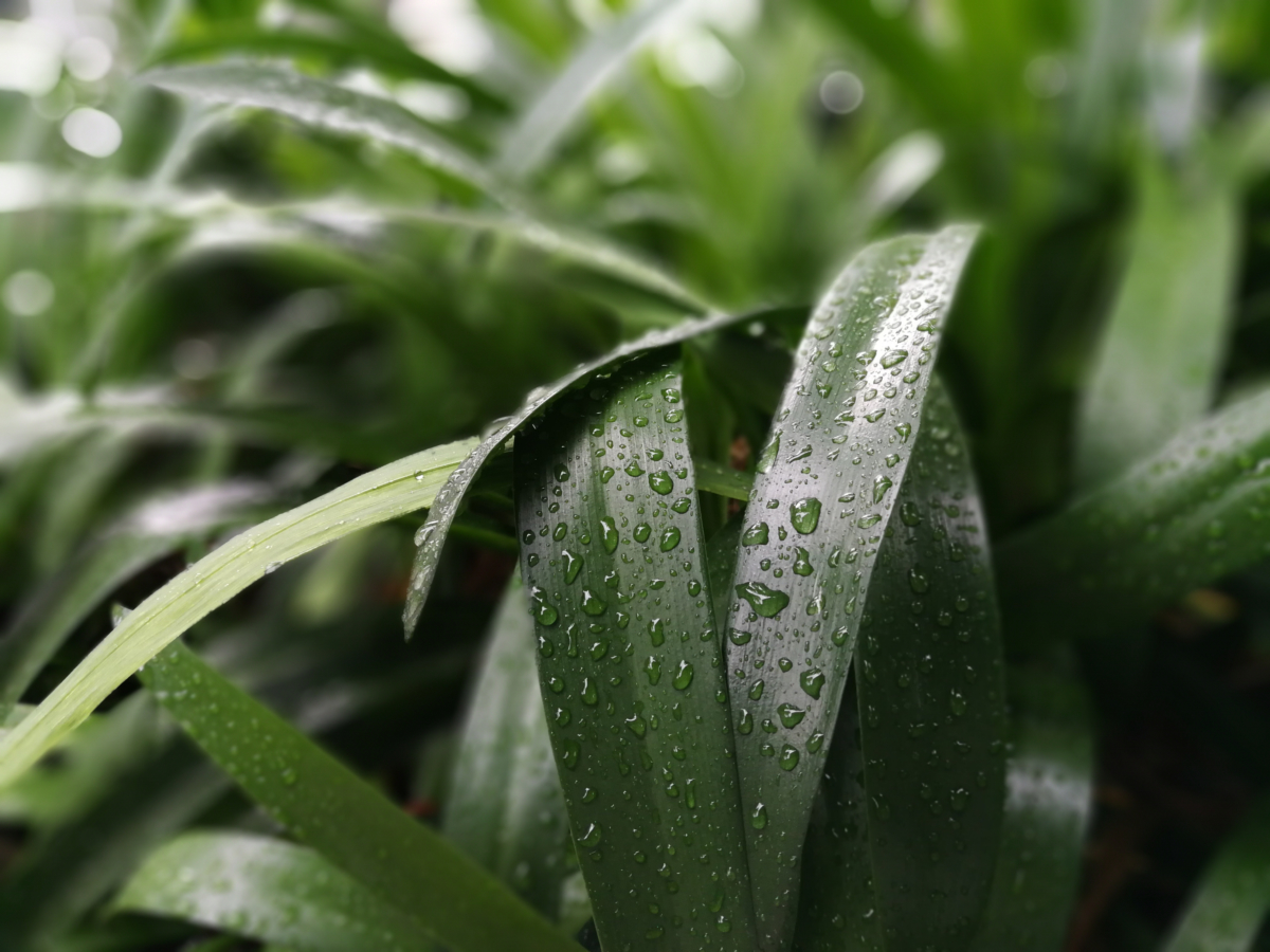 「ワイドアパーチャ」モード、アパーチャレベルの設定はF0.95（最小値）