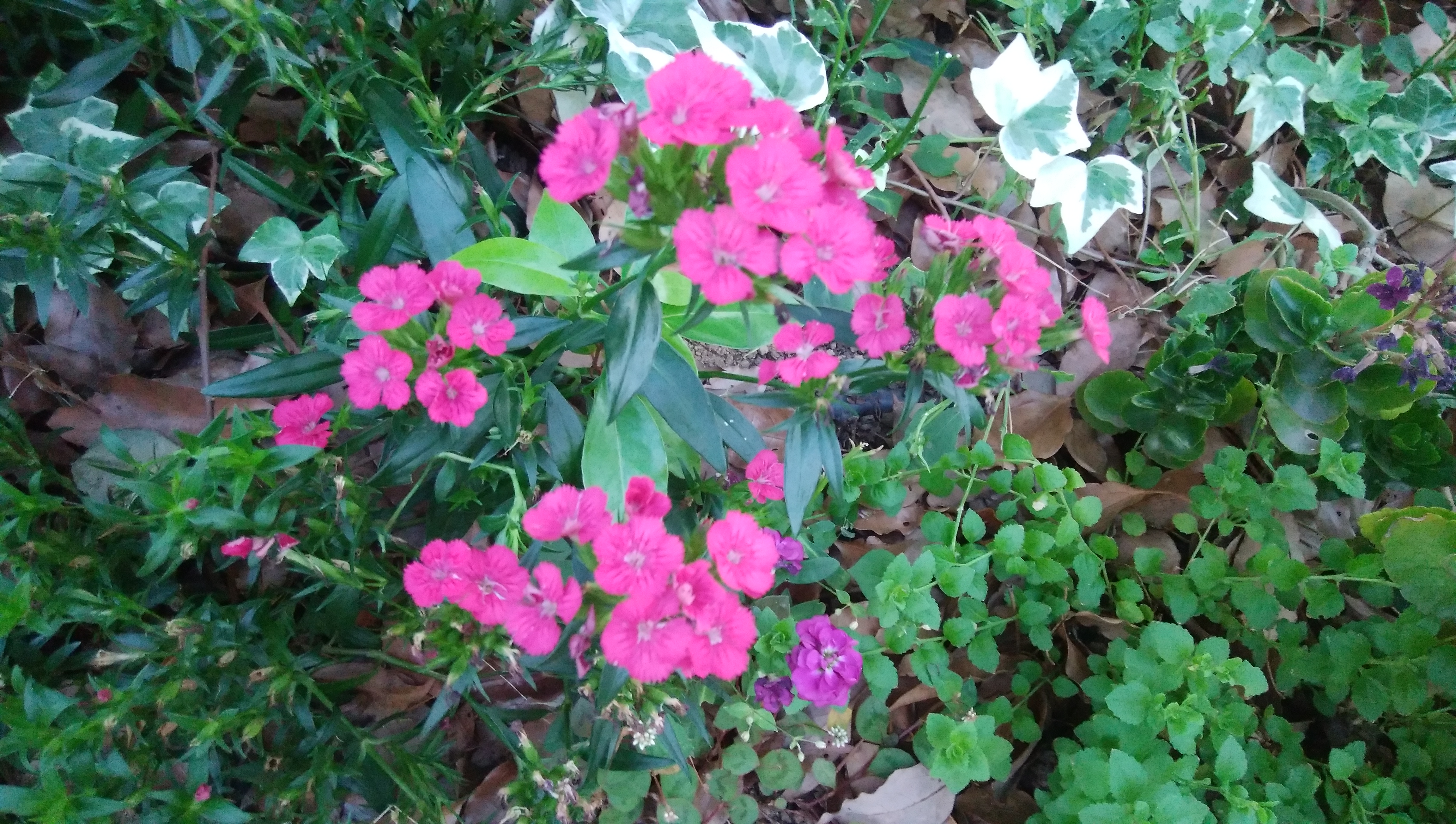 夕暮れ時に撮影