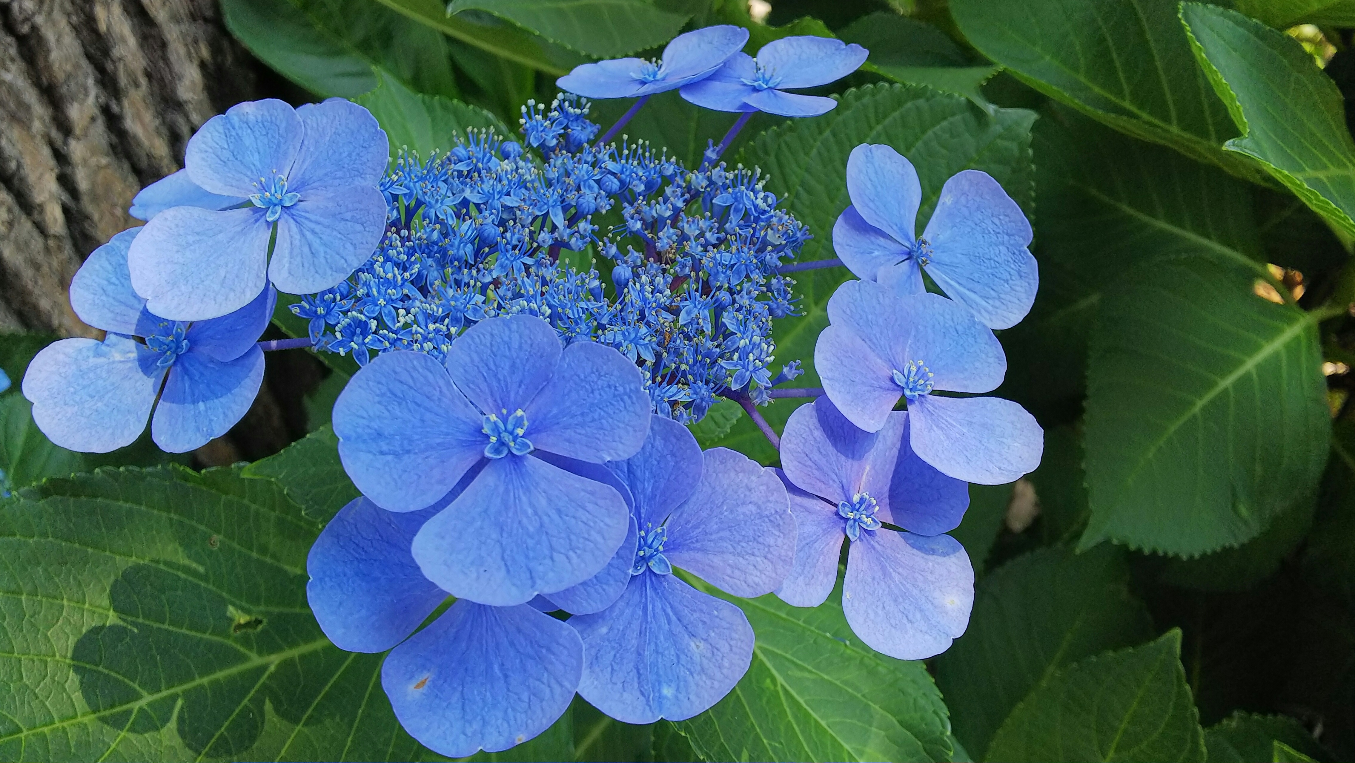 「インテリジェントフレーミング」補正後の撮影サンプル（4538×2554ドット）