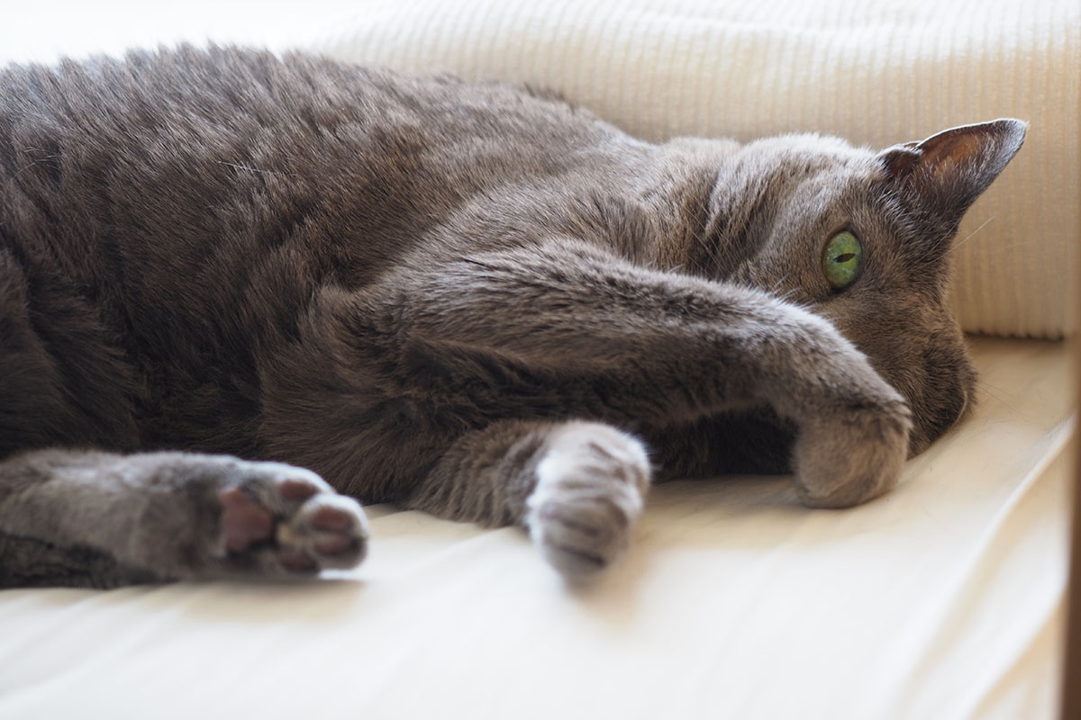 左が普通に撮った写真で、右がレンズ前面をシャワーキャップで覆って撮った写真。やや強めのソフトフォーカスというかフォギーというか、そんな効果を伴った写真になります。