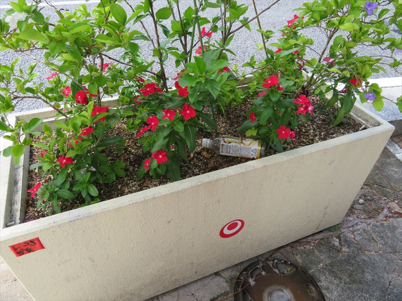 実際に国際通りを歩いてみたところ、植え込みにペットボトルが捨てられていた
