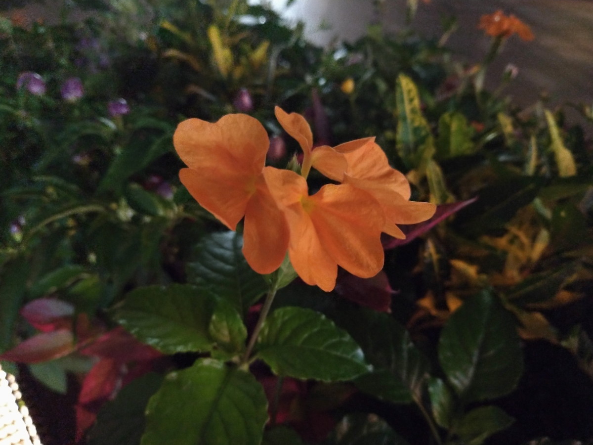 日没後の19時前に撮影