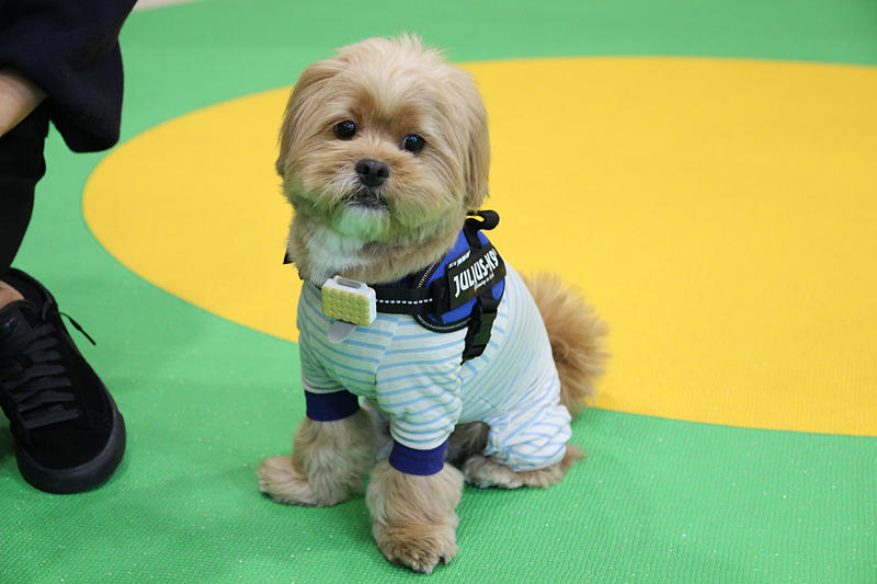 小型犬も装着可能