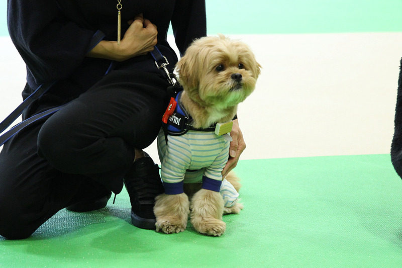 小型犬も装着可能