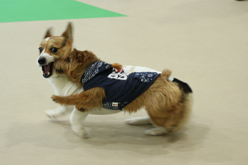 散歩後に記録を表示