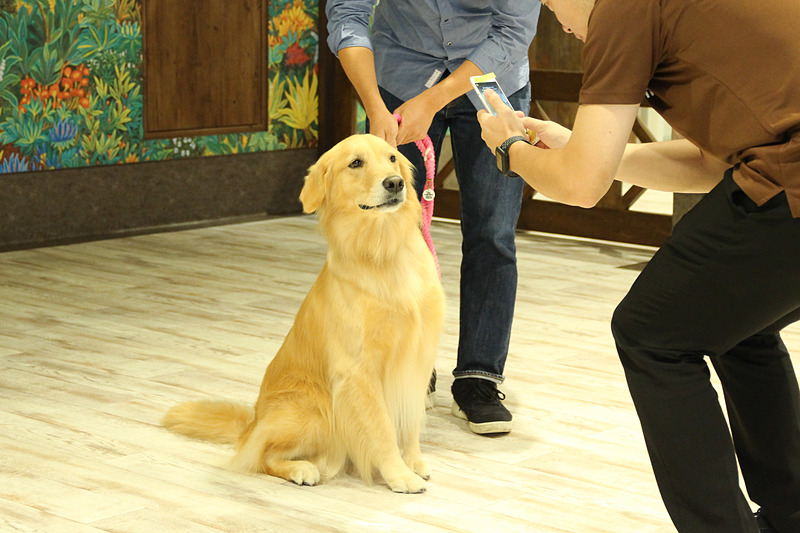 愛犬をアバター化、運動量に応じて貯まるポイントでアバターに着せる服が手に入る