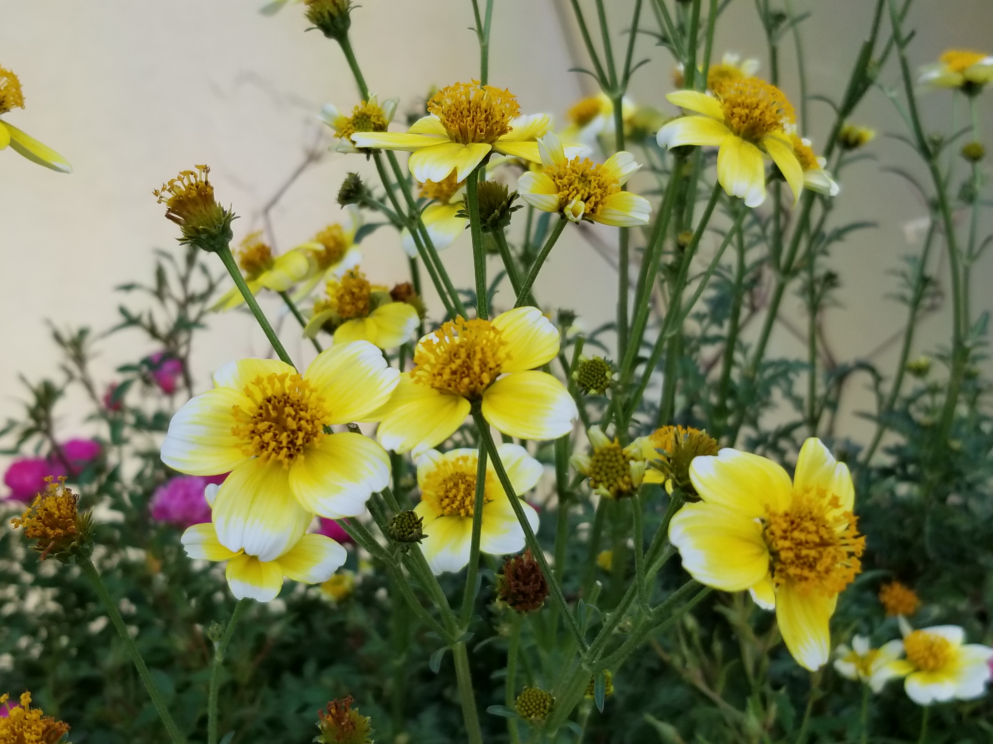 以下、2倍ズーム使用時。4032×3024ドット
