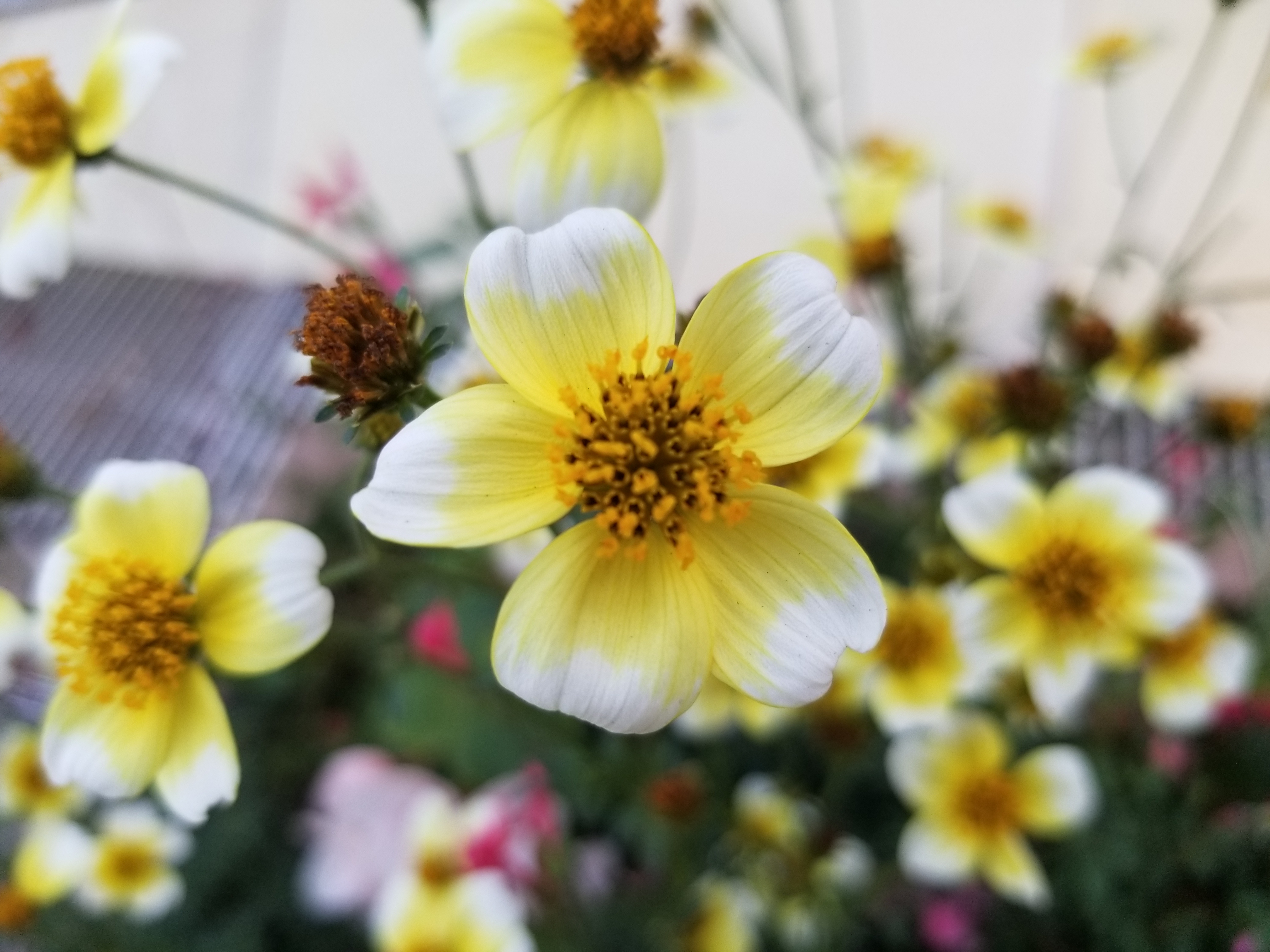 マクロ域の撮影